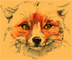 Portrait de RougeRenard